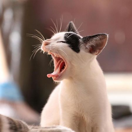 猫と断食の宿 Cat Inn Neko Kunisaki Exteriér fotografie