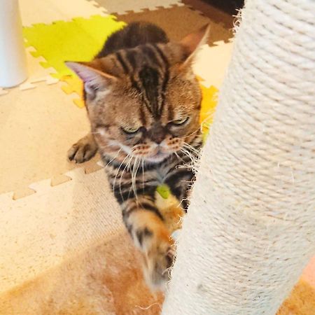 猫と断食の宿 Cat Inn Neko Kunisaki Exteriér fotografie