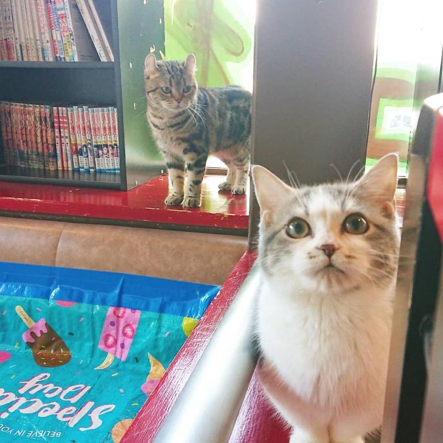 猫と断食の宿 Cat Inn Neko Kunisaki Exteriér fotografie