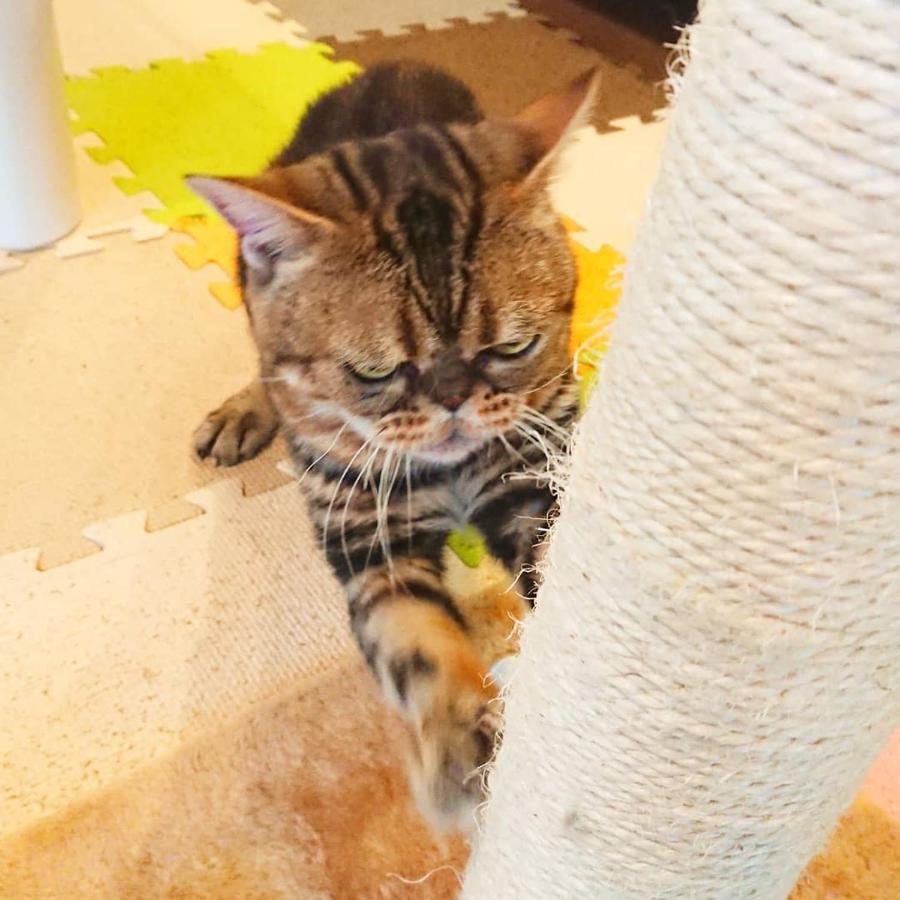 猫と断食の宿 Cat Inn Neko Kunisaki Exteriér fotografie