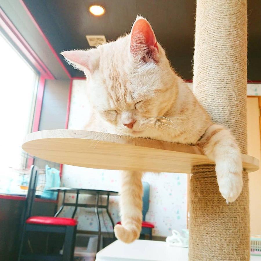 猫と断食の宿 Cat Inn Neko Kunisaki Exteriér fotografie