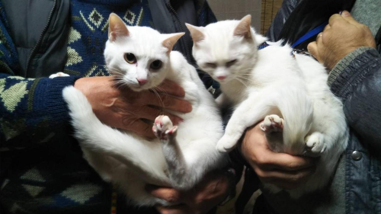 猫と断食の宿 Cat Inn Neko Kunisaki Exteriér fotografie